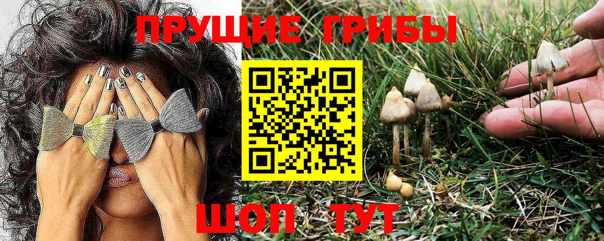 Псилоцибиновые грибы Psilocybine cubensis  Вход с VPN  Богданович 